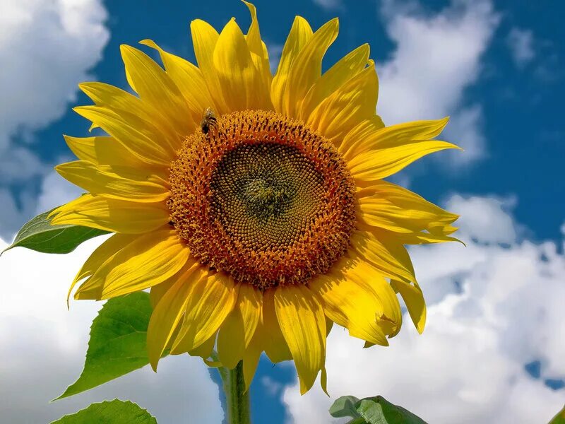 Куст подсолнечника. Подсолнечник однолетний бамбино. Подсолнечник саратов. Solaris подсолнечник. Подсолнухи на фоне неба.