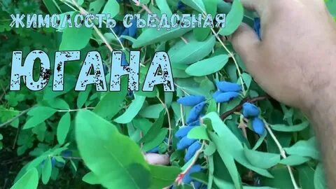 Жимолость югана отзывы