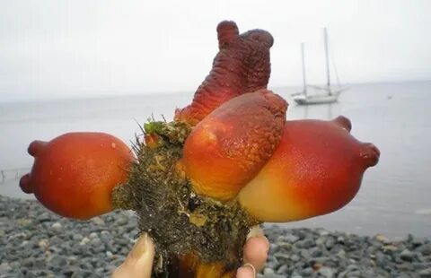 Морской картофель