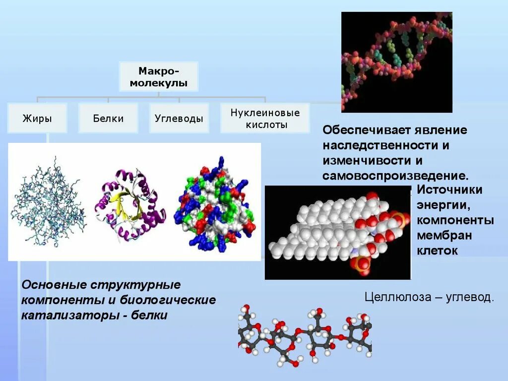 Органические вещества нуклеиновые. Белки нуклеиновые кислоты углеводы. Белки липиды углеводы нуклеиновые кислоты. Строение белков жиров и углеводов. Нуклеиновые кислоты состоят из молекул