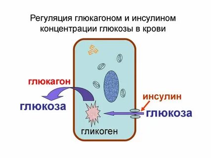 Инсулин и глюкагон