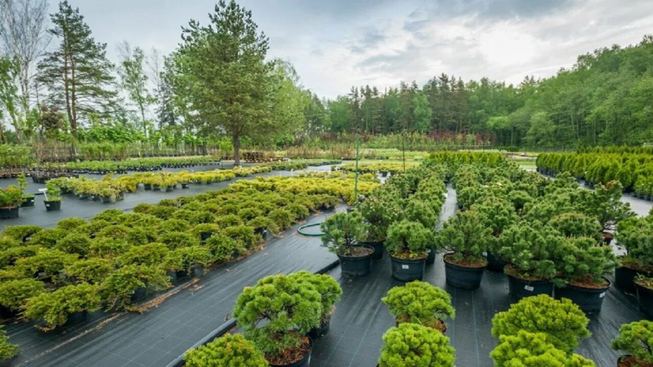 Царь сад питомник в спб. Царь-сад питомник растений. Питомник растений первомайский истринский. Питомник сад спб. Питомник сад спб.