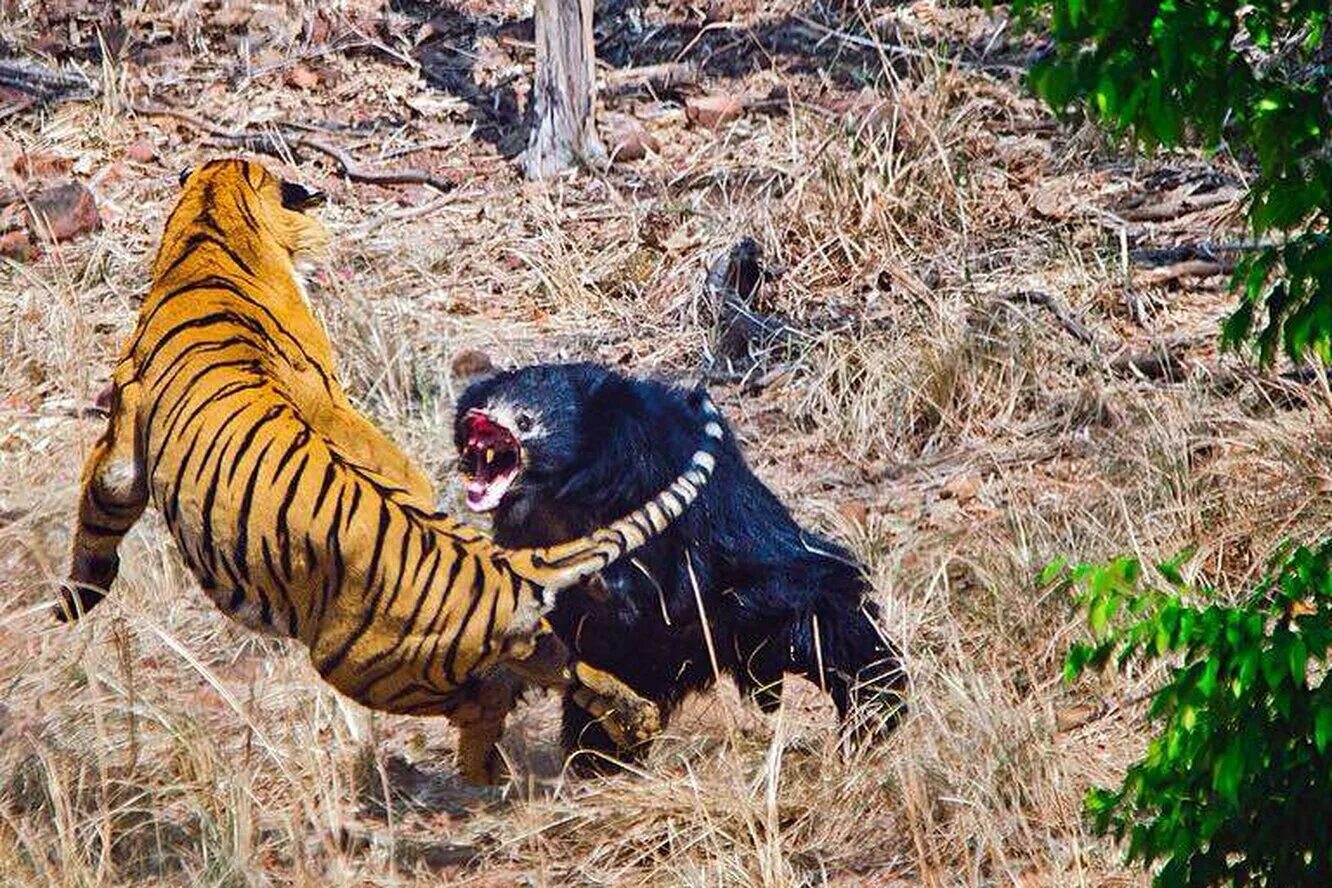 Напдениеживотнихналудей. Нападен еживо ных на людей. Леопарды нападают на людей. Покажи как нападают. Покажи как нападают.