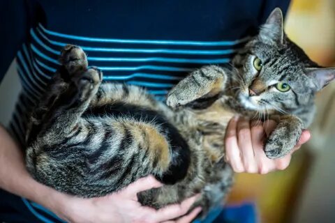 Кличка для полосатого котенка мальчика