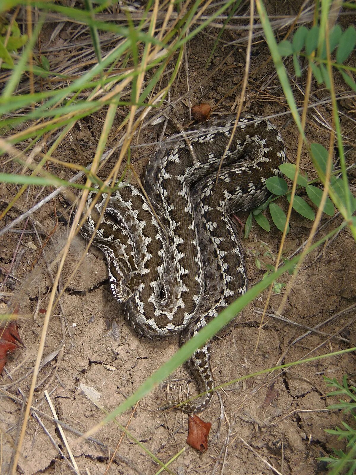 Змеи в степи. Степная гадюка. Восточная Степная гадюка (Vipera (Pelias) Renardi). Гадюка Степная Крымская. Змея Степная гадюка Крымский.