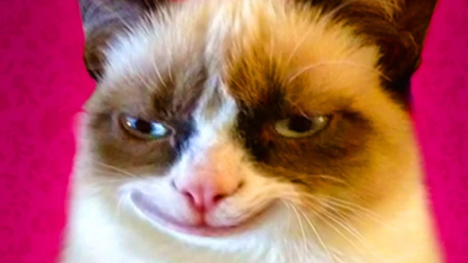 Мемы с котиками. Кот улыбается. Кошка улыбается. Котик улыбается. Упоротые коты.