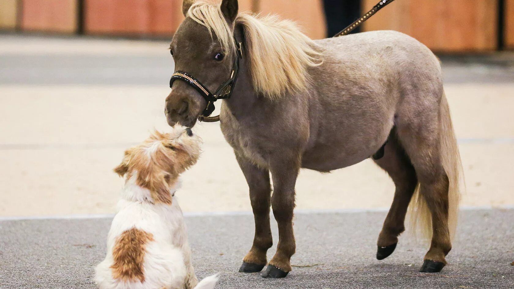 мини пони женщина. мини пони женщина. карликовая лошадка фалабелла. карликовая лошадь. дама верхом на пони.