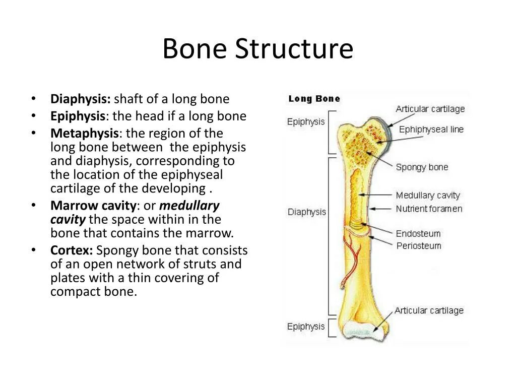 Bone meaning. Bone structure. structure of long bone.. эндост кости. the structure of the tubular bone.