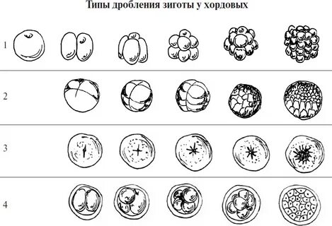 Дробление типы бластул
