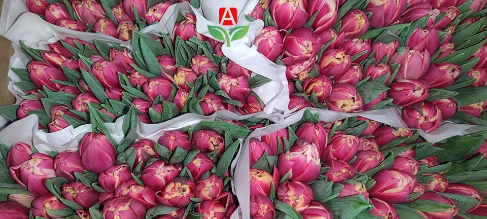 Тюльпаны оптом. Тюльпаны оптом к 8. Тюльпаны в москве. Тюльпаны оптом к 8. Тюльпаны оптом к 8.