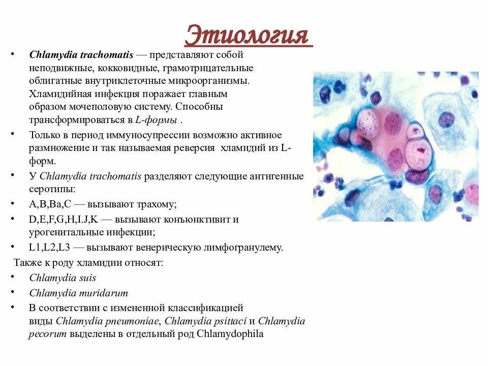 Респираторный хламидиоз этиология. Урогенитальный хламидиоз этиология. Хламидии клиническая картина. Респираторный хламидиоз инфекционные этиология.