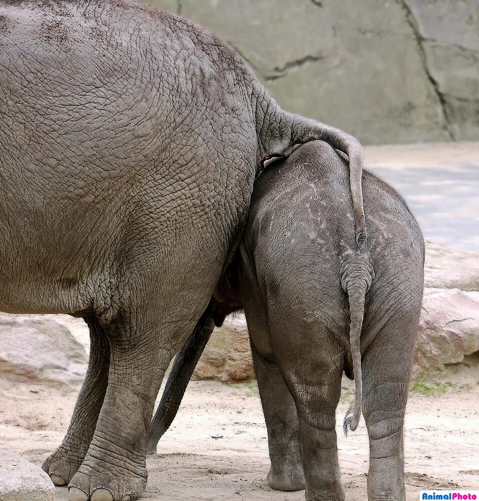 Слоны спариваются. Половый орган животных. Половый орган животных. Половый орган животных. Размеры слона.