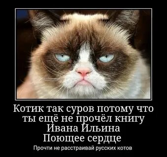 Включи кот на русском