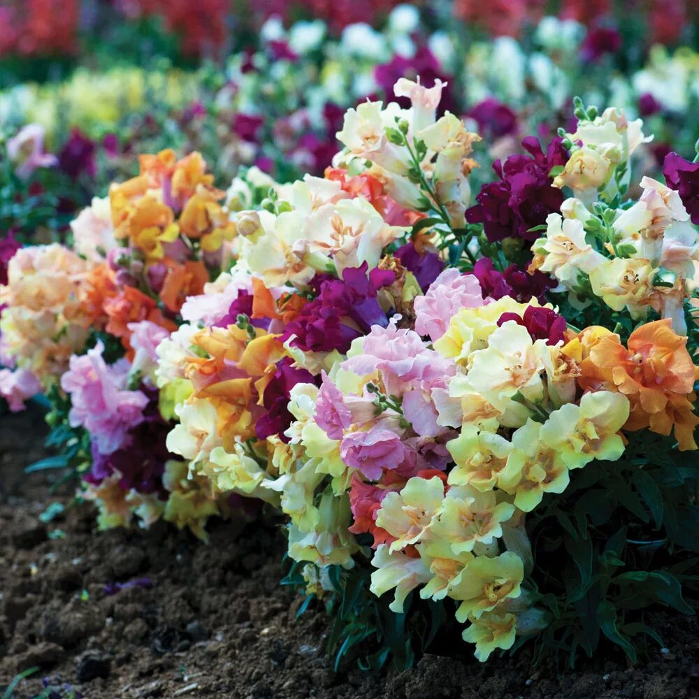 Цветок львиный зев выращивание. Антирринум (Antirrhinum). Львиный зев цветок. Антирринум львиный. Львиный зев е4.