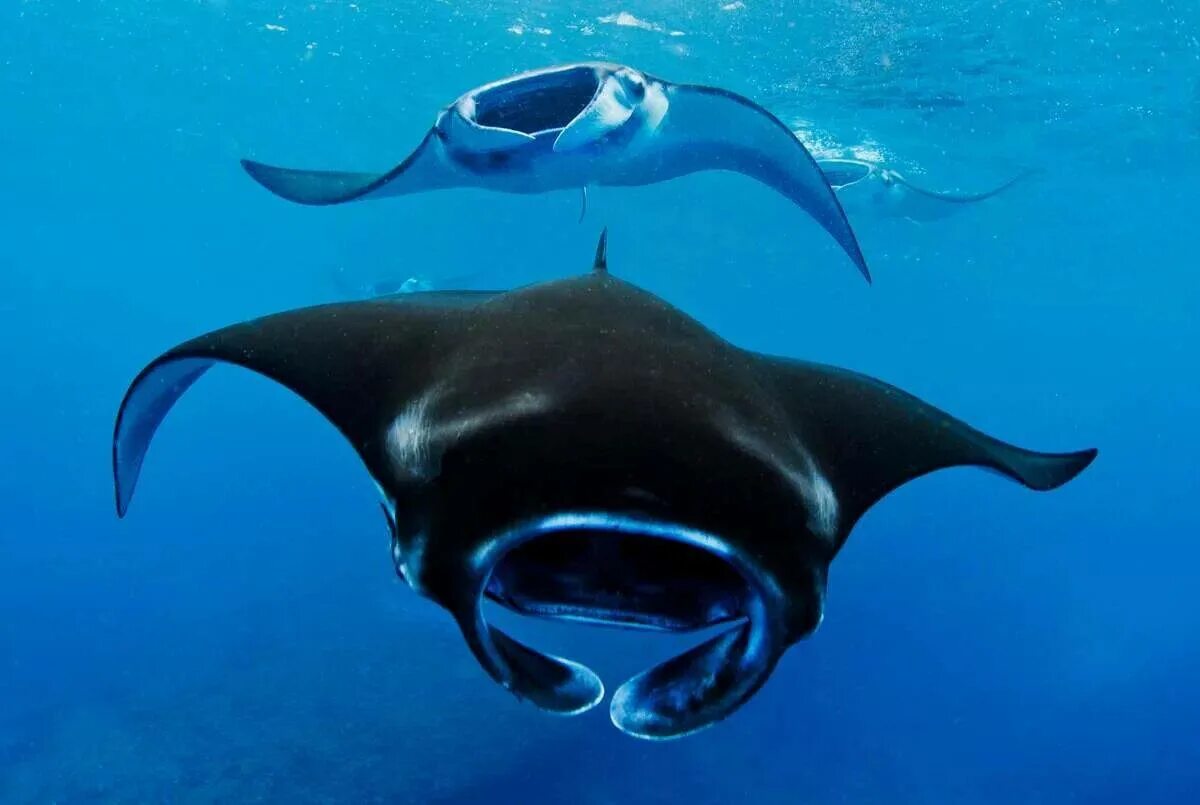 Манты род. Морской скат манта. Manta ray. Скат гигантский морской дьявол. Скаты манты на мальдивах.