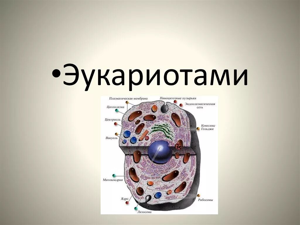 Эукариоты. Эукариоты организмы. Клетка эукариот. Эукариоты организмы состоящие. Эукариоты наследственная информация