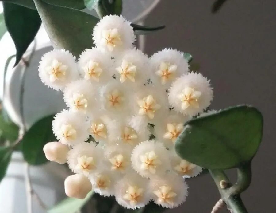 Хойя лакуноза. Хойя лакуноза эскимо. Хойя лакуноза эскимо Сильвер. Хойя лакуноза Hoya lacunosa.