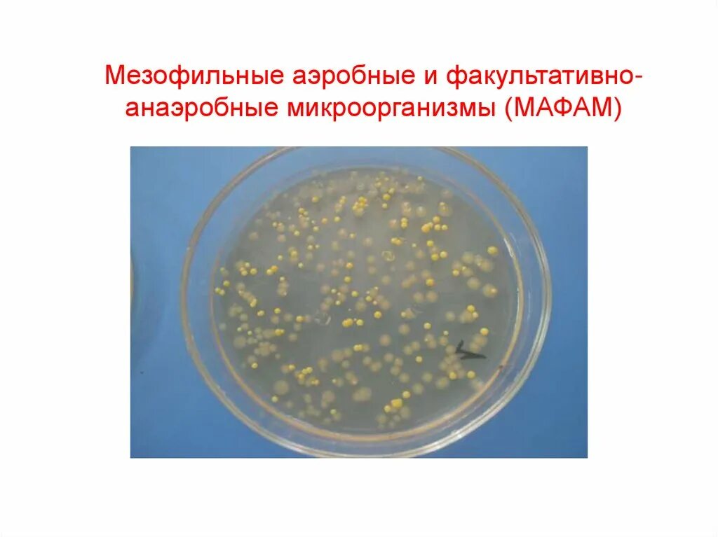 Мезофильных аэробных и факультативно анаэробных микроорганизмов. Аэробные и факультативно-анаэробные микроорганизмы что это. Мезофильные аэробные микроорганизмы. Аэробные бактерии и анаэробные бактерии. Микробиологические на аэробные микроорганизмы