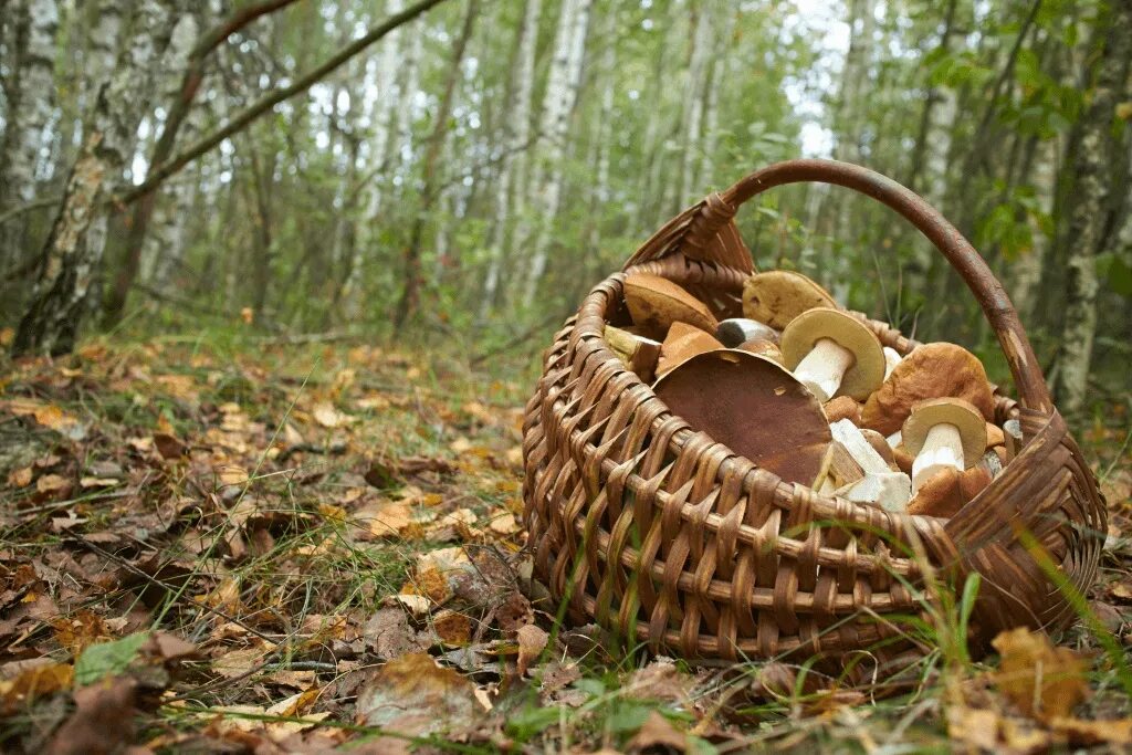 Картинка грибники. Корзинка с грибами. Корзинка в лесу. Корзина для грибов. Грибники в лесу.