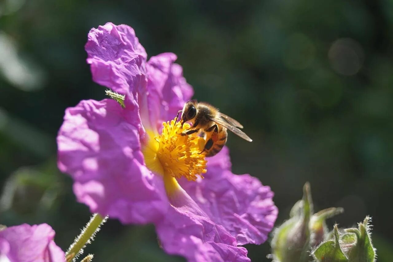 Растение с нектаром. Шмель опыляет Клевер. Пчелы опылители. Нектар пыльца опыление опылители. Нектар цветов пчела.