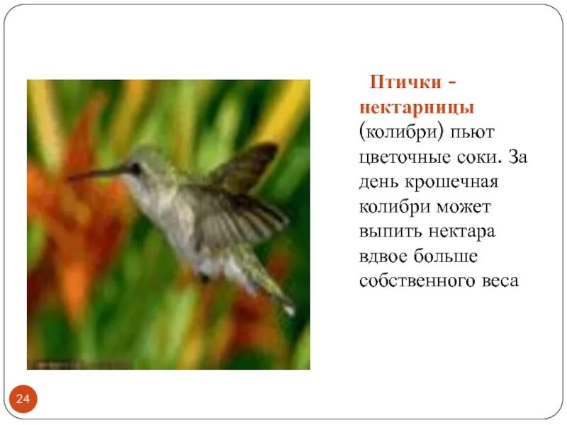 Птицы пьют воду. Птичка поющая пить пить. Нектарница птица. Птичка поющая пить пить. Птица которая издаёт скрипучий крик дёрг-дёрг.