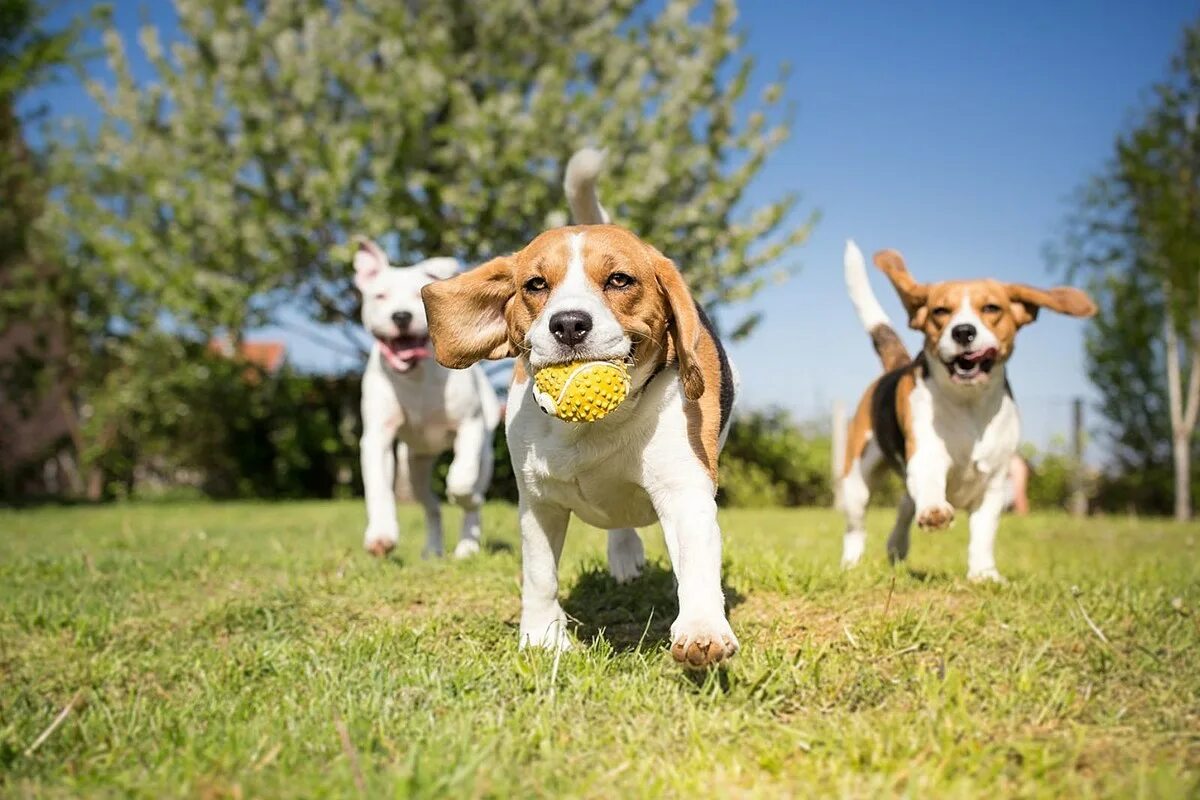 Pet park. Каникросс Джек Рассел. Джек Рассел спаниель. Бигль и Джек Рассел. Активная собака.