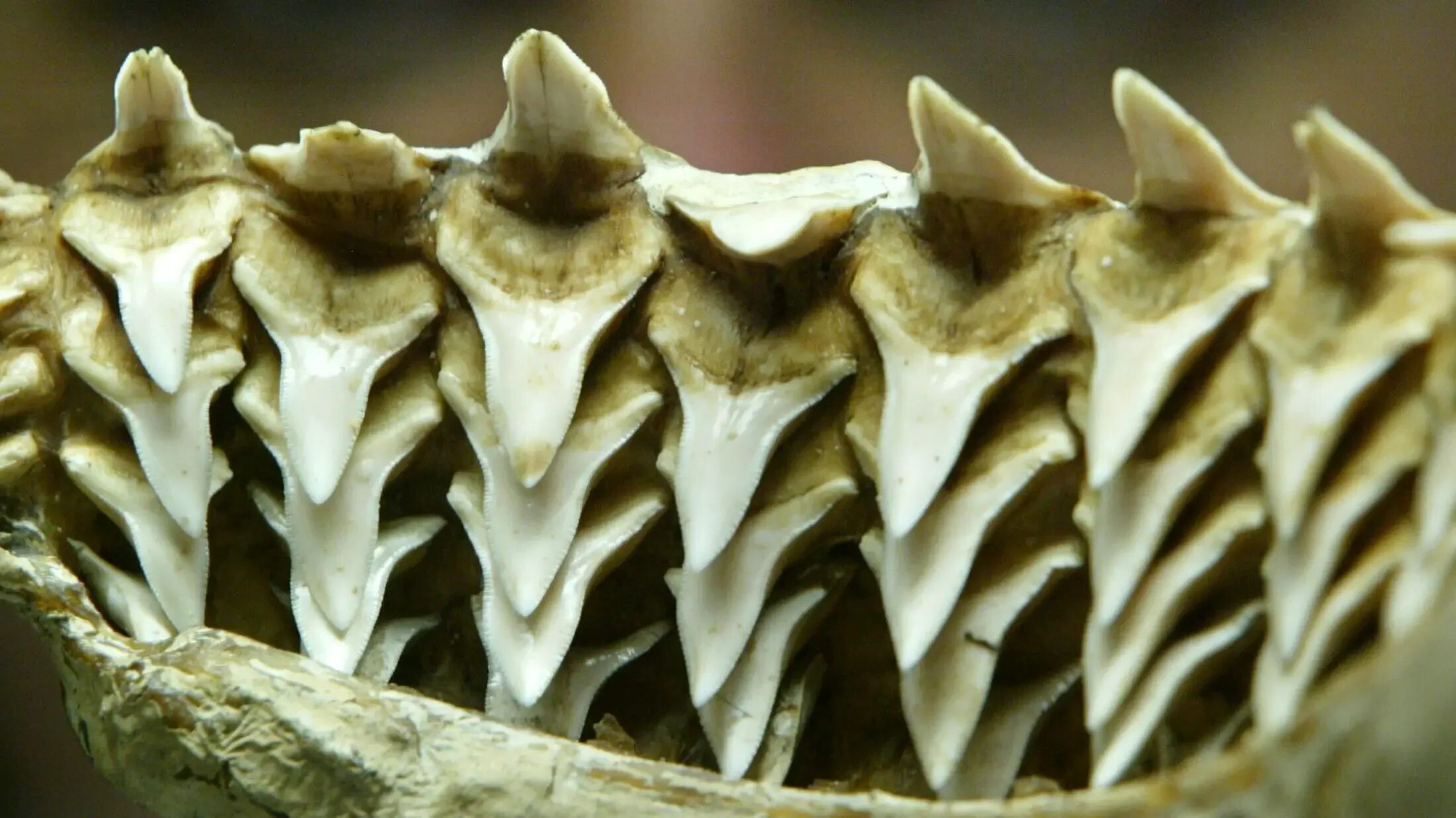 Плакоидная чешуя акулы. Появление челюстей у позвоночных