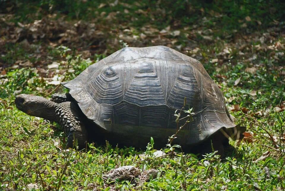 Броневая черепаха. Быстрая черепаха. Самая быстрая черепаха в мире. Половой орган черепахи. Черепахи быстро бегают