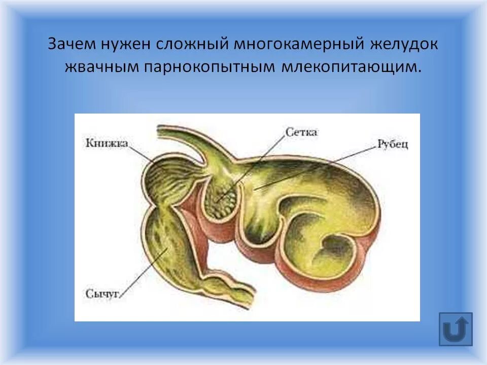 Строение и топография многокамерного желудка. Строение многокамерного желудка у животных. Многокамерный желудок КРС анатомия. Многокамерный желудок жвачных анатомия. Строение желудков животных