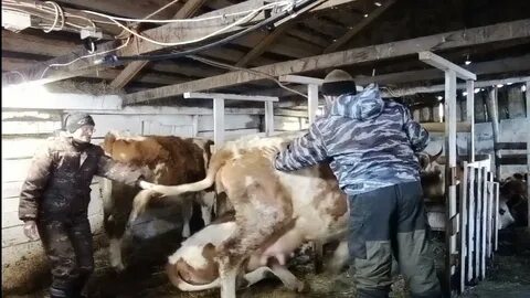 Рожденный в сибири ютуб последнее