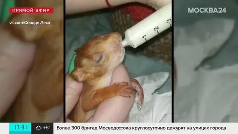 Пранк вышел из под контроля бельчонок фф