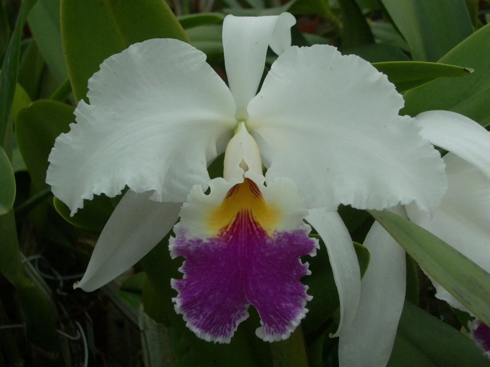 Cattleya Harold 'Alba'. Орхидея Каттлея. Орхидея Каттлея c. Jaguariuna. Cattleya Harold Semi-Alba.