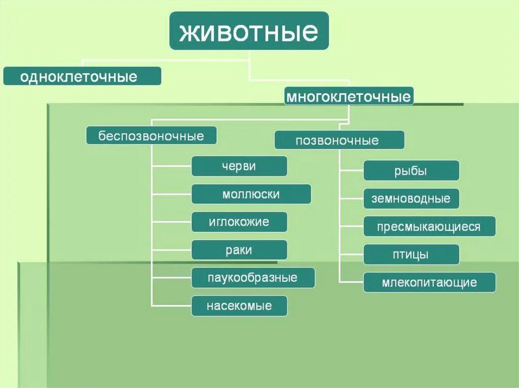 Разнообразие животных. Беспозвоночные животные классификация. Систематика беспозвоночных животных. Разнообразие животных схема. Беспозвоночные особенности