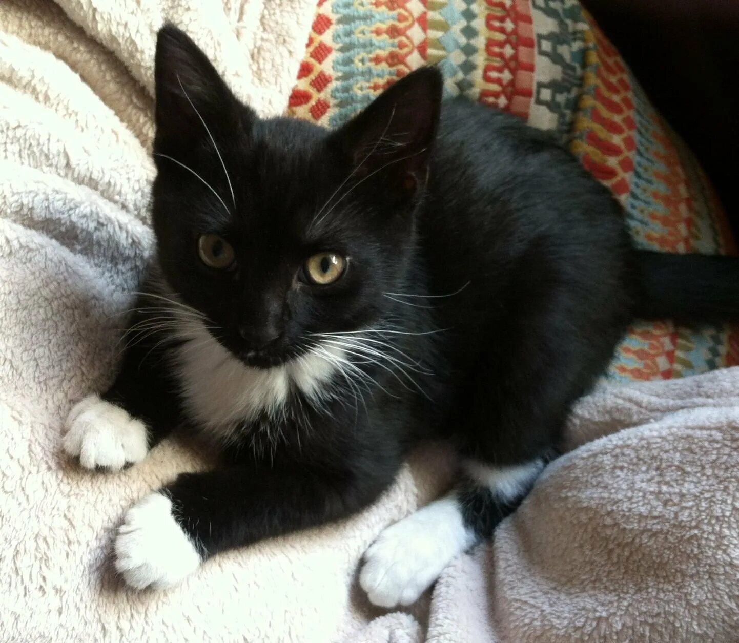 Бомбейская кошка с белой грудкой. Порода кошек Бомбейская черная с белой грудкой. Кошка с белыми лапками. Черный котенок с белыми лапками. Котята с белыми лапками