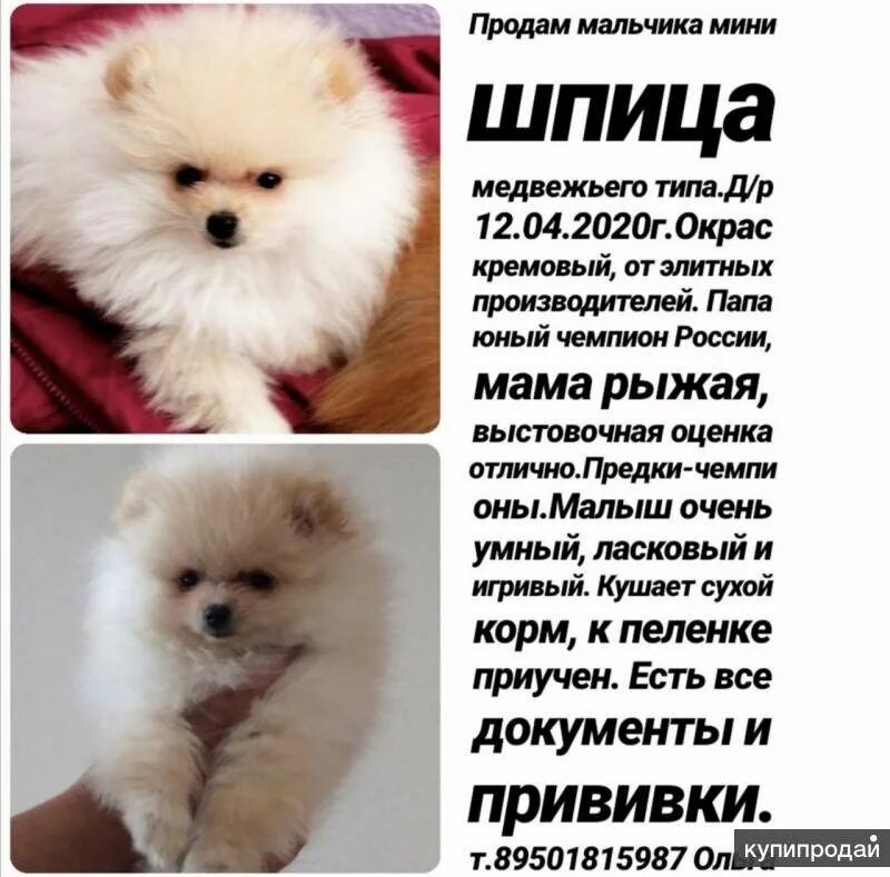 Шпиц померанский белый мальчик. Померанский шпиц белый мини. Померанский шпиц светлый. Померанский шпиц. Померанский шпиц мальчик.