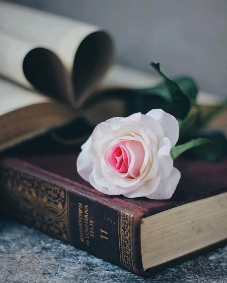 Книга цветы. Старинные книги цветы. Цветок книжный. Книжка и цветок. Красивый фон с книгами.
