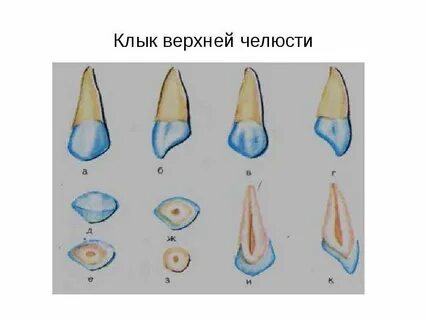 Клык верхний и нижний