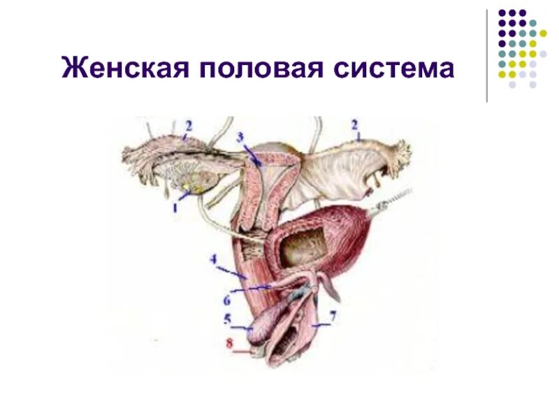 4 женская половая железа. Женская половая система. Органы репродуктивной системы женщины. Морфология органов женской половой системы. Женская половая система морфофункциональная характеристика.