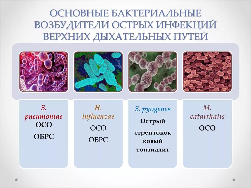 Заболевания вызванные различными бактериями. Возбудители инфекций дыхательных путей. Бактериальные инфекции верхних дыхательных путей. Основной возбудитель бактериальных инфекций дыхательных путей. Возбудители заболеваний верхних дыхательных путей.