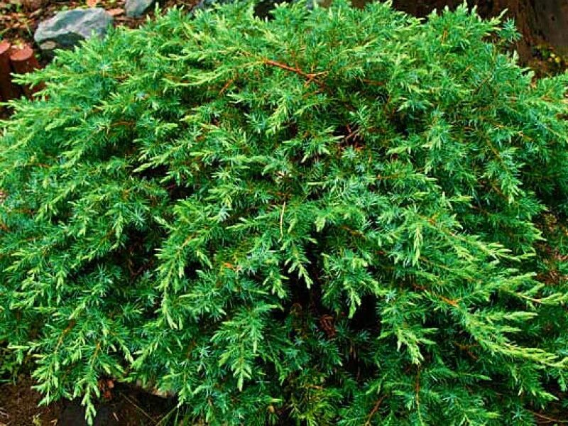 Можжевельник зимостойкость. Можжевельник зимостойкость. Можжевельник казацкий вариегата. Можжевельник казацкий тамарисцифолия. Можжевельник вилтони.