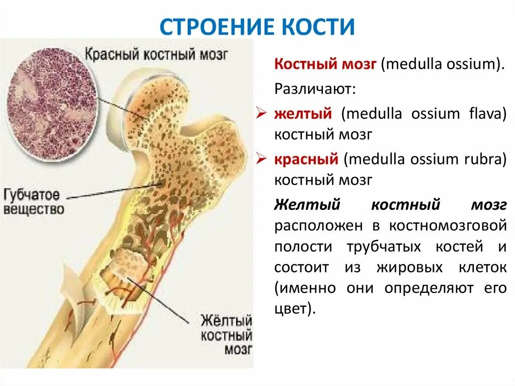 Кроветворная функция костей