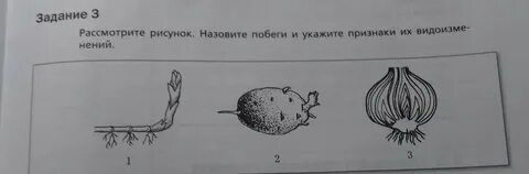 Рассмотрите рисунок используя знания полученные