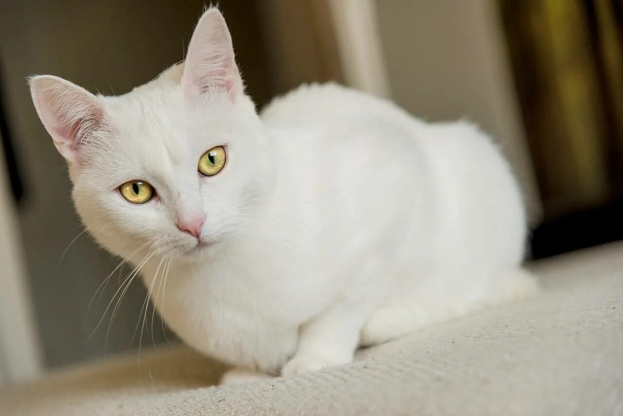 Какого цвета белый кот. Турецкая ангорская кошка короткошерстная. турецкая ангора гладкошерстная. анатолийская короткошерстная кошка белая. белый гладкошерстный кот.