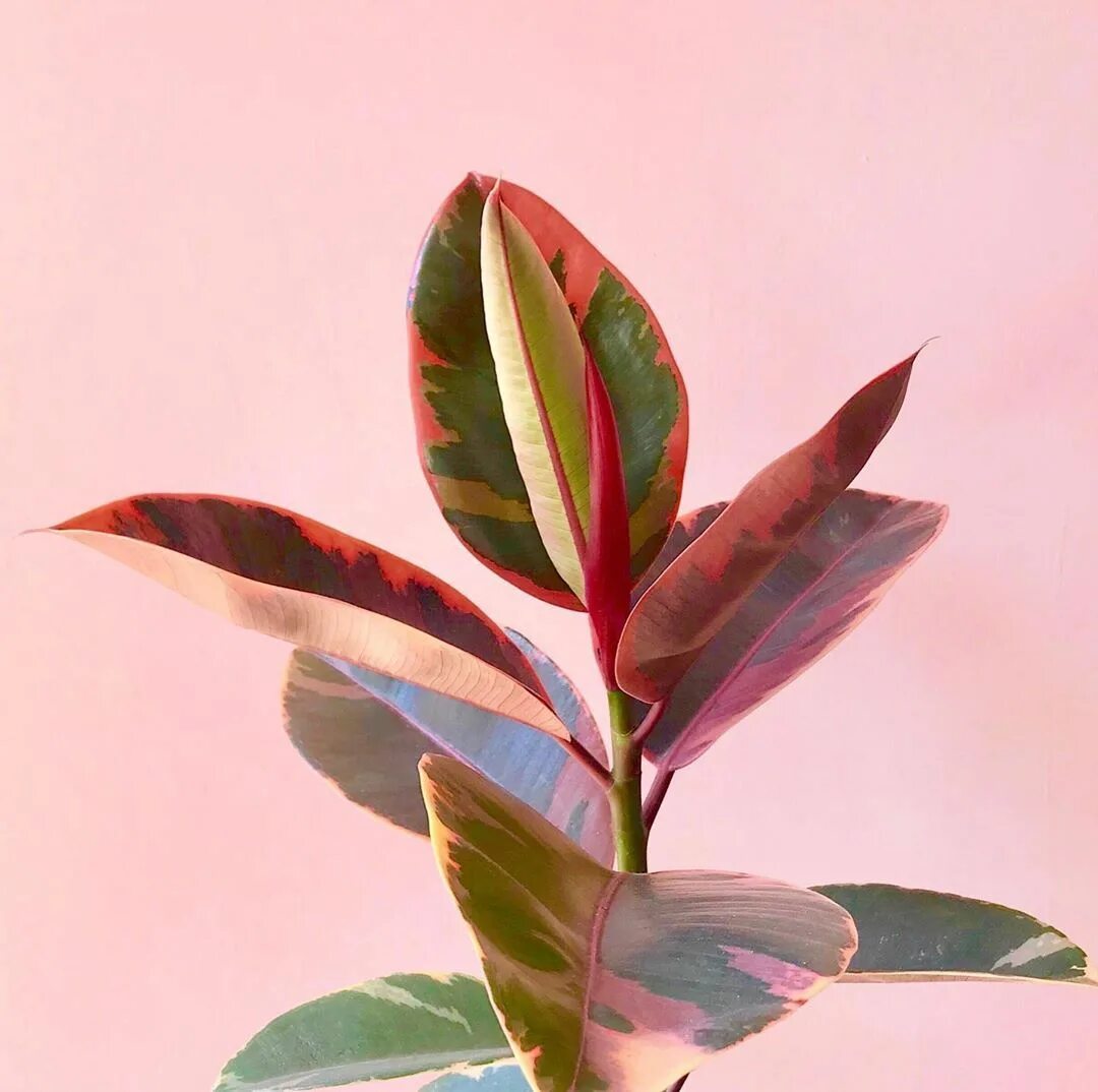 Pin on Decoracion plantas