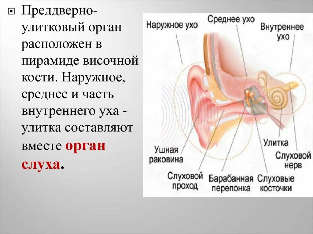 Наружное ухо среднее ухо внутреннее ухо. Наружное ухо строение. Части уха наружное среднее внутреннее. Характеристики внутреннего и среднего уха. Воздух заполняет наружное ухо