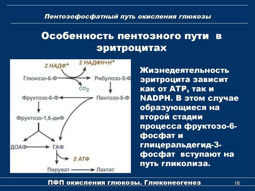 Пентозофосфатный (апотомический) путь окисления Глюкозы.. Окисление фруктозо 6 фосфат. Реакции окислительного этапа пентозофосфатного пути. Схему реакций окислительного этапа пентозофосфатного пути. Последовательность этапов окисления глюкозы