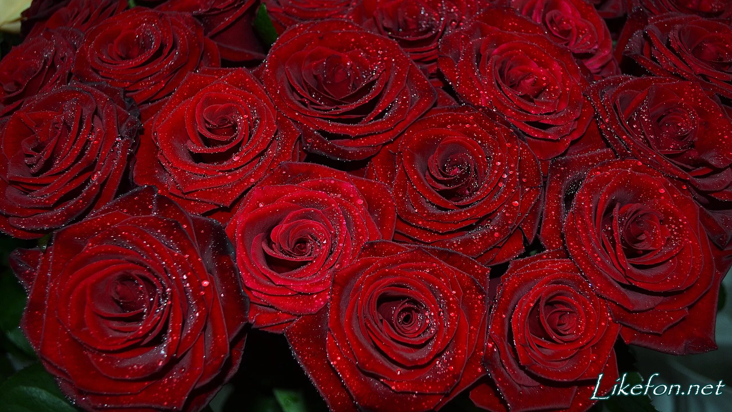 Розы темно бордовые чайно гибридные. Бархат алых роз. Розы темно бордовые чайно гибридные. Бархат алых роз. Бархат алых роз.