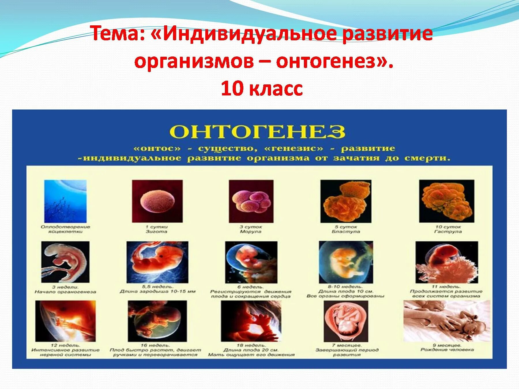 Онтогенез характерен. Индивидуальное развитие организма. Индивидуальное развитие организма онтогенез. Индивидуальное развитие организма схема. Этапы индивидуального развития организма.