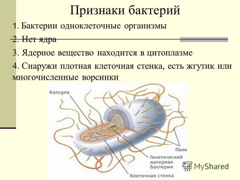 Строение клетки бактерии ядро. Ядерноетвещество бактерий. У бактерии есть ядерное вещество. Ядерное вещество у бактерий. Признаки бактерий 5 класс.