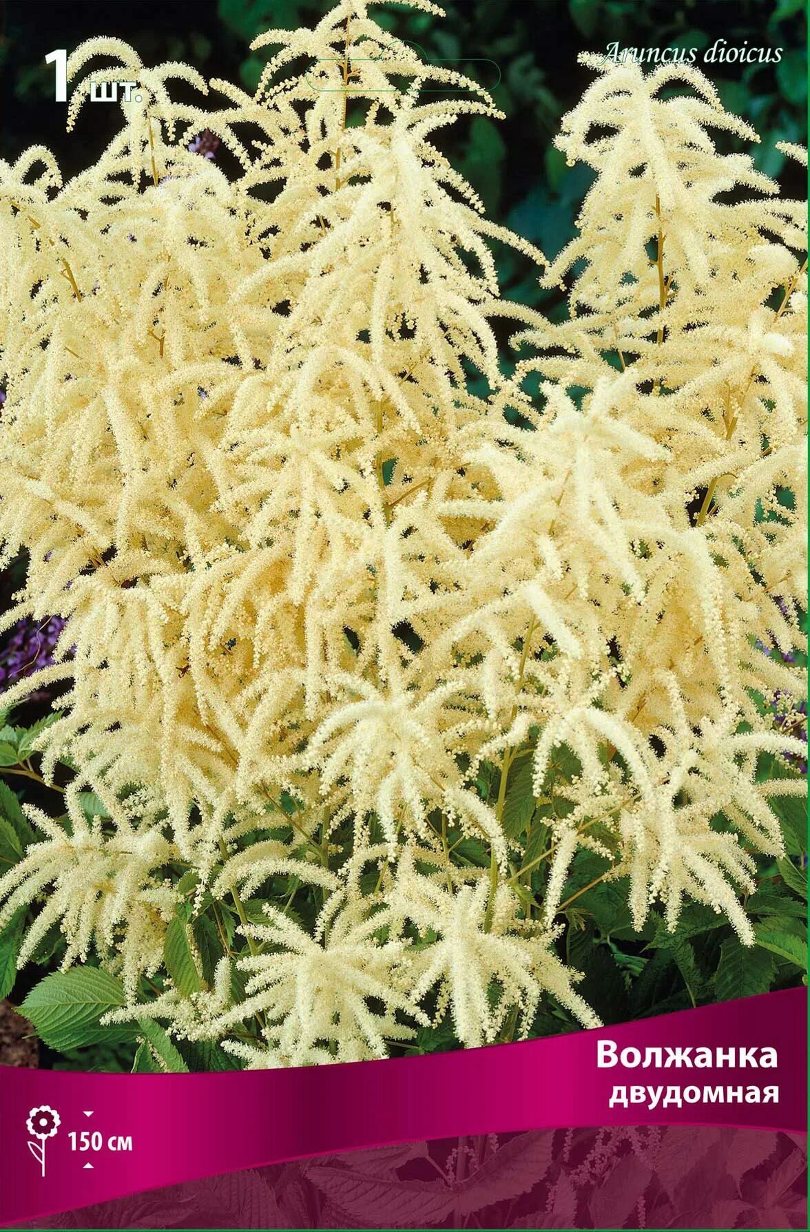 Волжанка двудомная / aruncus dioicus, с2, шт. Волжанка двудомная (aruncus dioicus). Волжанка арункус обыкновенная. Волжанка двудомная (aruncus dioicus). Цвет волжанка.